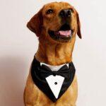 Pets, Animals for Sale & Rescue Services