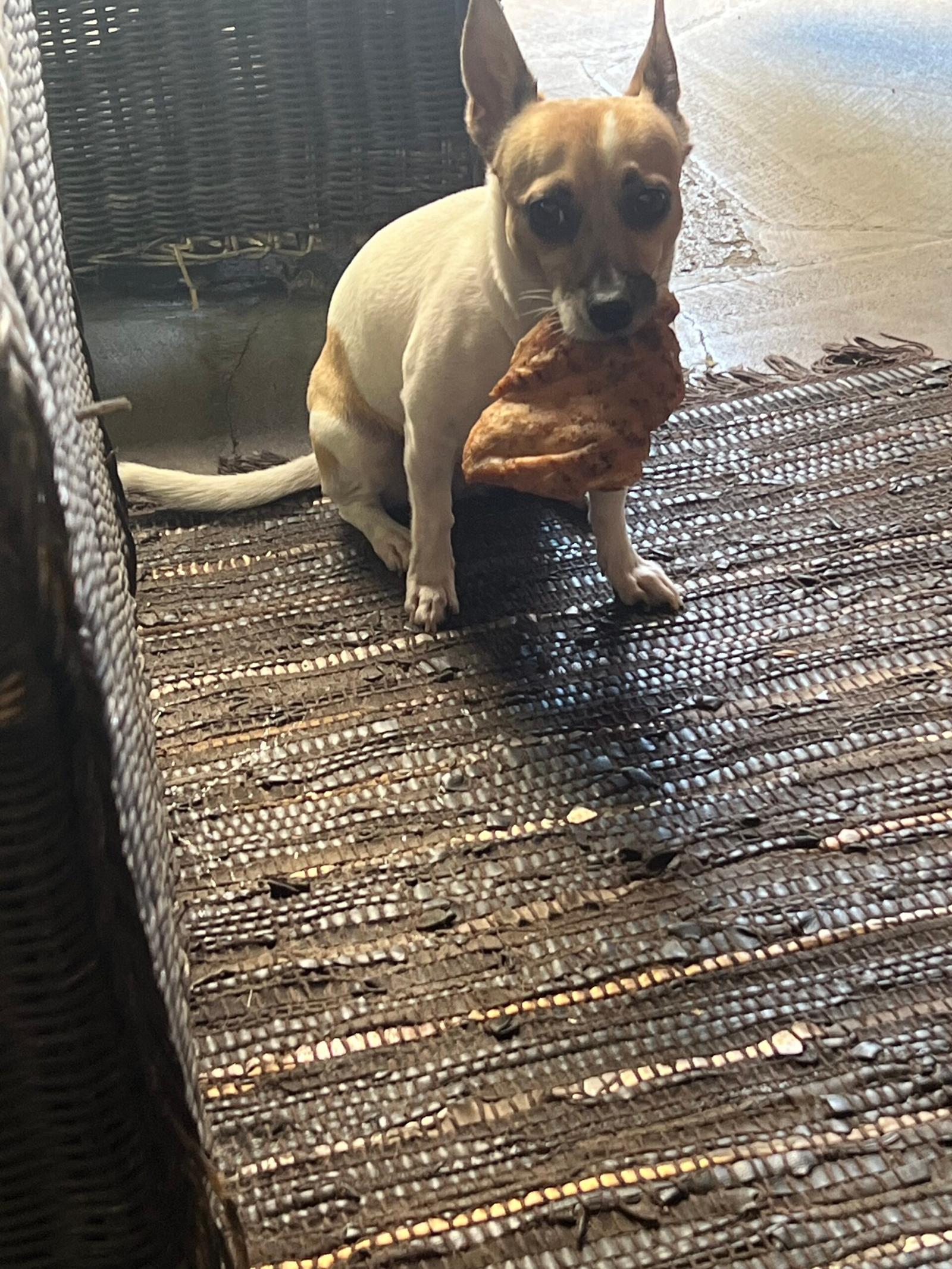 Dog sitting