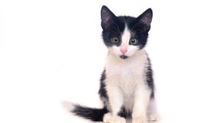 istockphoto-490019452-612×612-1
