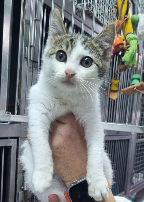 ANIMAL RESCUE CYPRUS