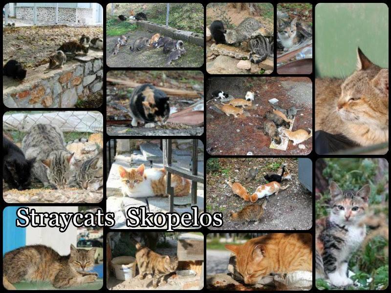 Natasa Stray Care Skopelos GREEK ISLAND OF SKOPELOS