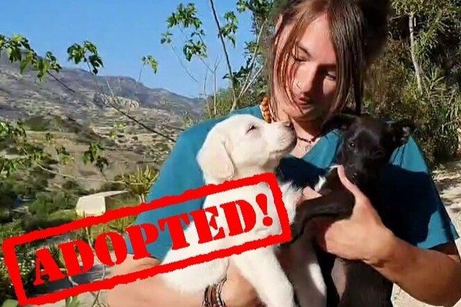 TAKIS ANIMAL SHELTER CRETE –