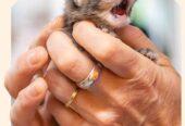 RSPCA ANIMAL CHARITY