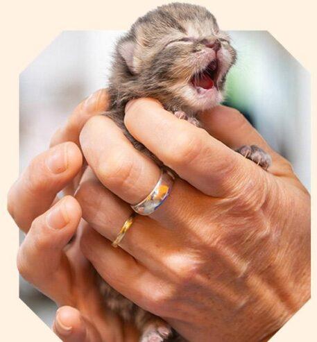 RSPCA ANIMAL CHARITY