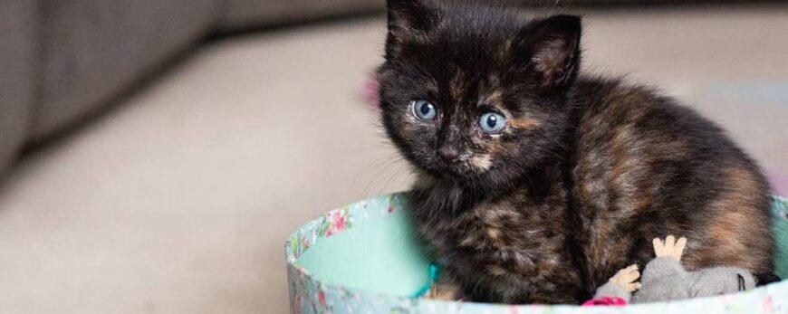 RSPCA ANIMAL CHARITY