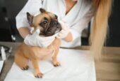 Free vet in Manchester