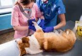 Free vet in Manchester
