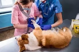 Free vet in Manchester