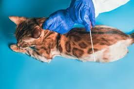 Free vet in Manchester