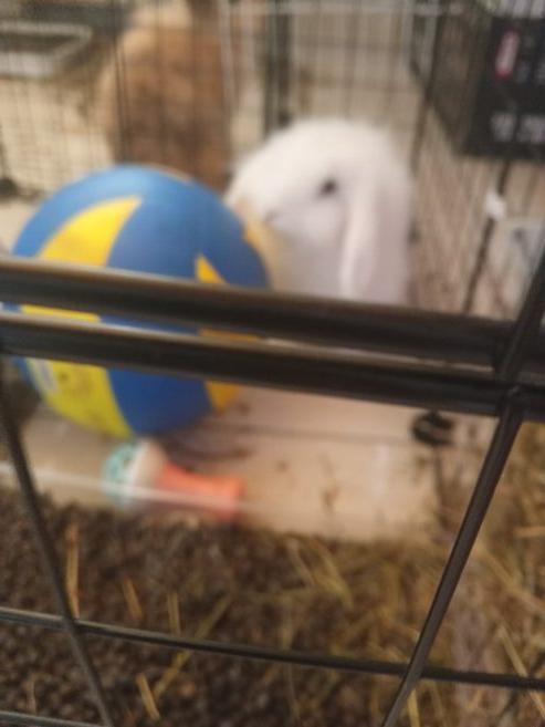 For sale baby white rabbit 95.00 Euro