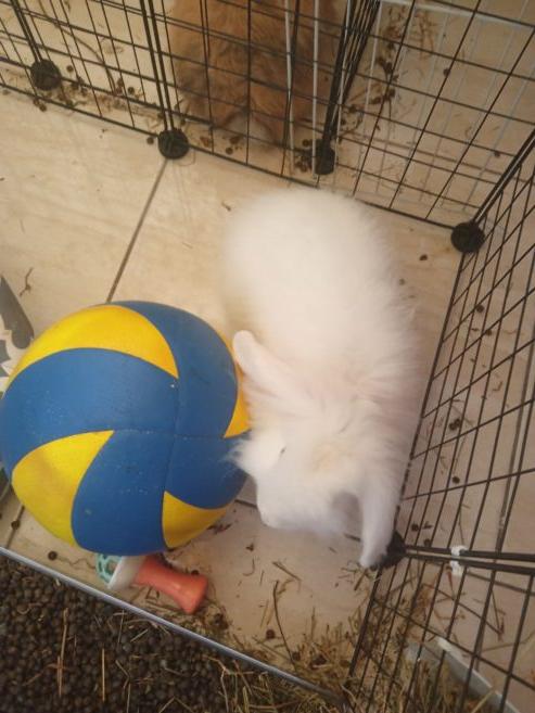 For sale baby white rabbit 95.00 Euro