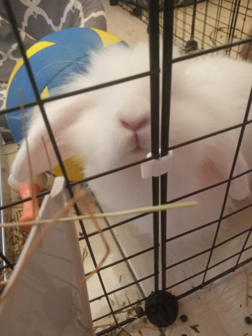 For sale baby white rabbit 95.00 Euro